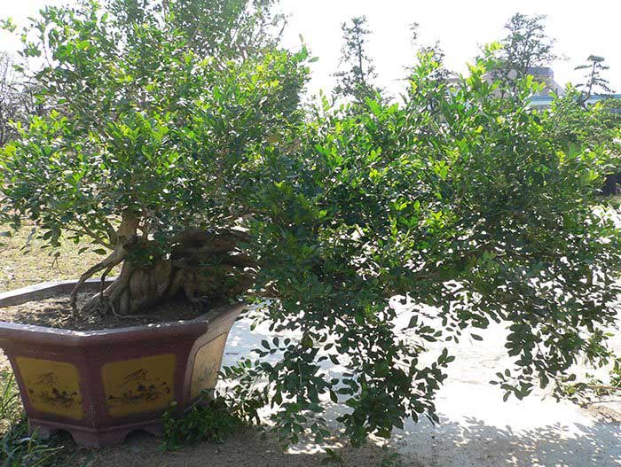 大朗碧水天源荔香軒9號-如何判斷園林綠化工程的養護期是否達標